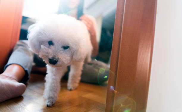 istock My happy dog at home 1137980662