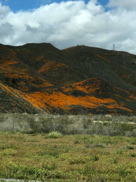istock Poppy fields in Southern California 1137980694