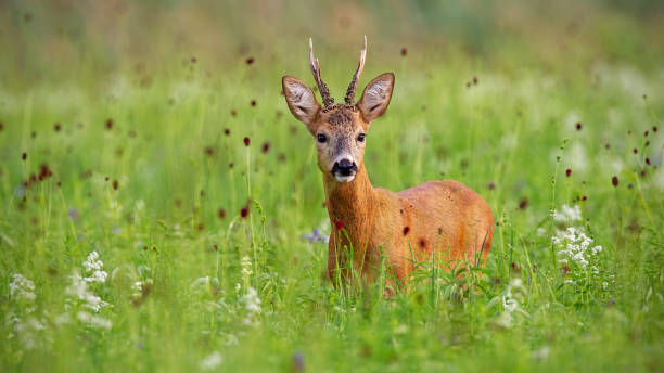 夏には高い草の上に立って驚いた卵鹿バック - deer portrait ストックフォトと画像