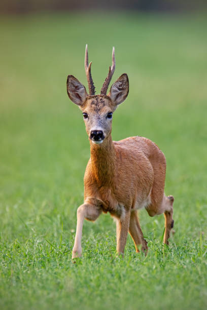 maschio capriolo buck camminare in avanti in estate - cervide foto e immagini stock