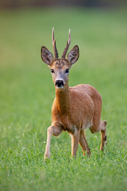 istock Male roe deer buck walking forward in summer 1137981659