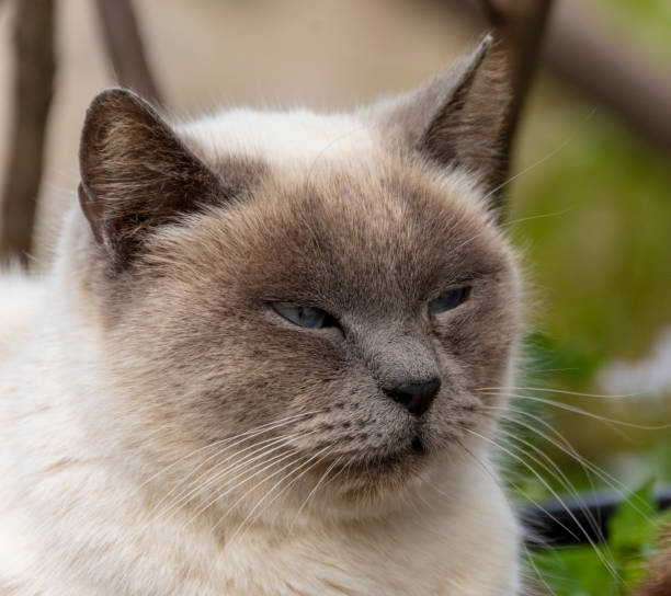 istock Cat beige in relax on the wall 1137981673