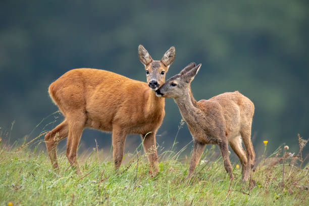 momento íntimo entre corzo madre doe y fawn - animal cute animals deer deer herd fotografías e imágenes de stock