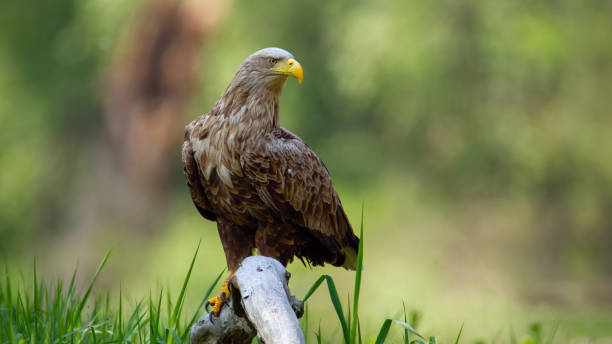 istock Adult white-tailed eagle sitting on bough low above ground in floodplain forest 1137981714