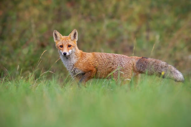 istock Red fox from low angle standing on a meadow in autumn 1137981816
