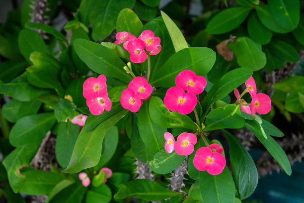 istock pink flowers on crown of thorns 1137982392