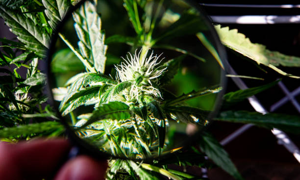 istock marijuana flowers through a magnifying glass. Professional growing in 2019 1137984765