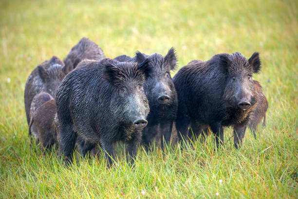 istock A herd of wild boars on a meadow with grass wet from dew. 1137985654