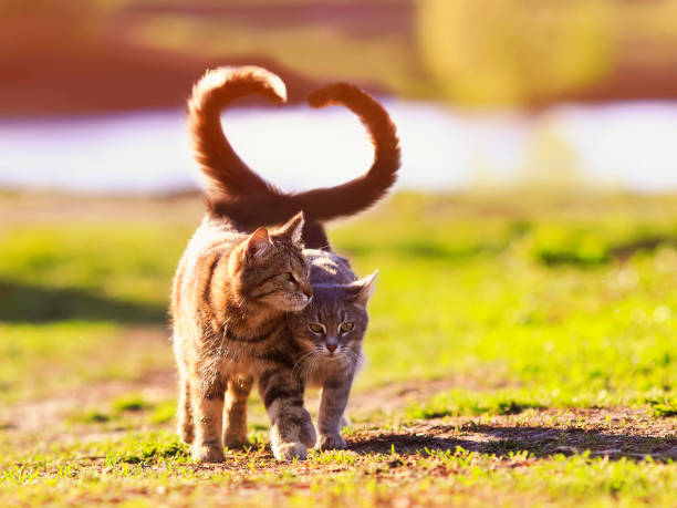 dos hermosos gatos jóvenes caminan en un prado soleado en un día de primavera claro levantando sus colas y envolviéndolos en la forma de un corazón - pets friendship green small fotografías e imágenes de stock