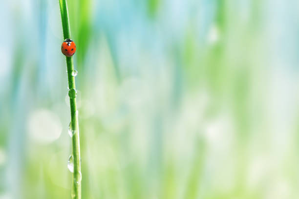 vista ravvicinata della coccinella su filo d'erba - ladybug grass leaf close up foto e immagini stock