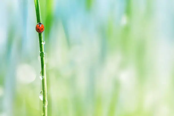 Photo of Close up view of ladybug on blade of grass