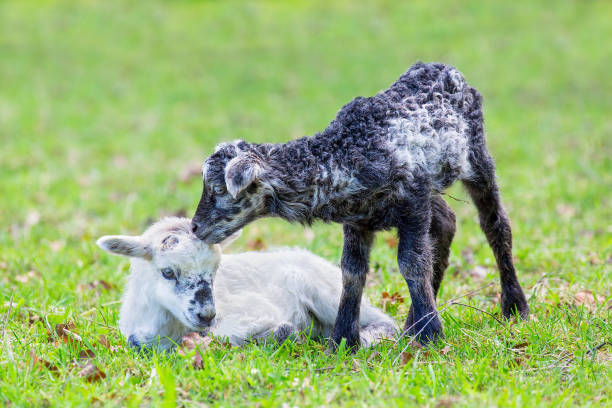 Two newborn lambs together in green meadow