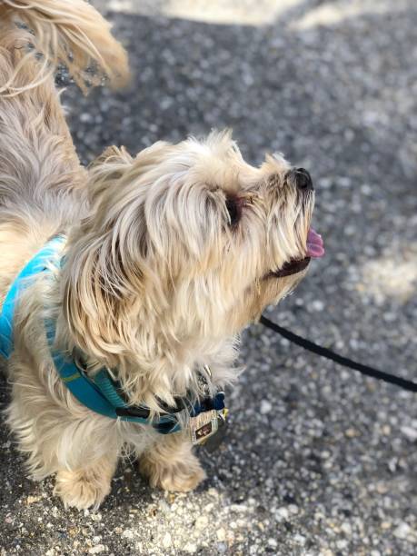 istock Yoshi the Morkie in a walk 1137990145