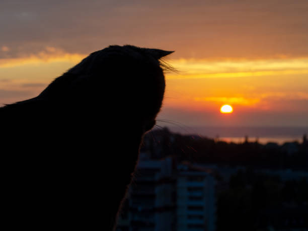 istock The cat sits on the window 1137991179