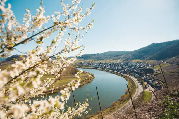 Panoramic view of ship on famous Moselle river at Moselschleife with the historic town of Bremm on a beautiful sunny day with blue sky in springtime, Rheinland-Pfalz, Germany