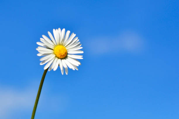 istock Field chamomile flower against the blue sky 1137991537