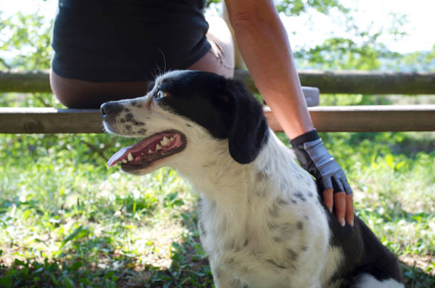 istock beautiful puppy shepherd dog 1137991614