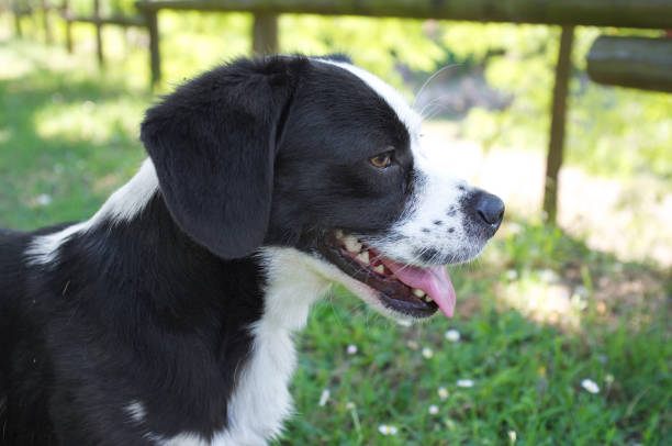istock puppy shepherd dog profile 1137991775