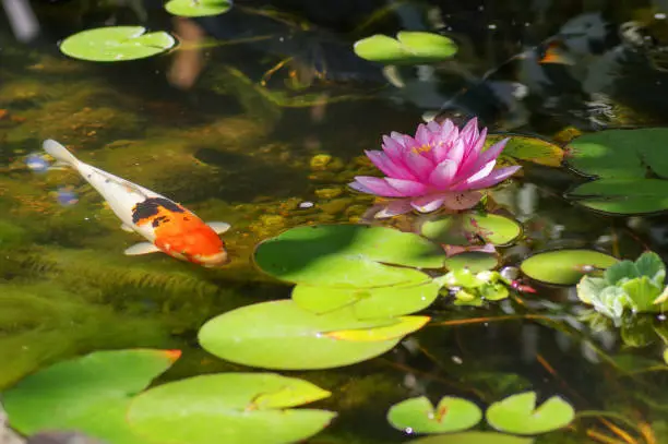 Orange, black and white coloured koi in pond with pink water lily.