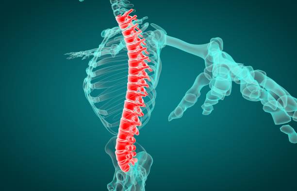 istock 3D illustration of human vertebral column xray 1137994825