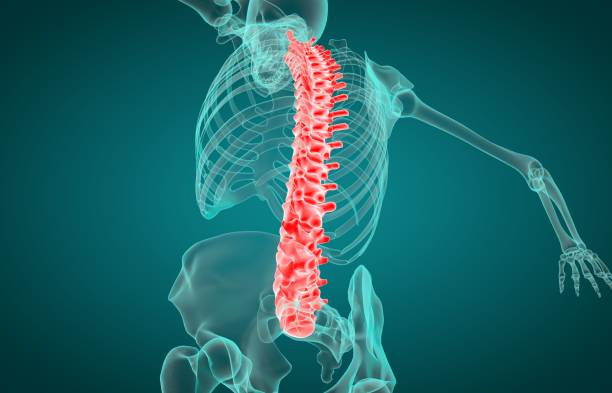 istock 3D illustration of human vertebral column xray 1137994826