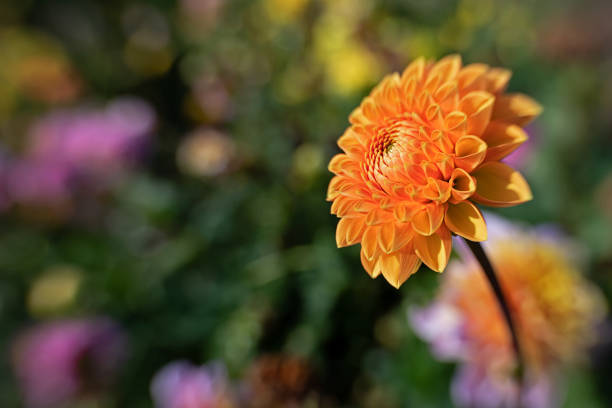blurred background with colored bokeh