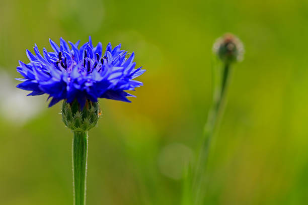 cornflower in front of green blurred background