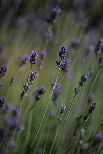 istock field full of lavender 1137996232