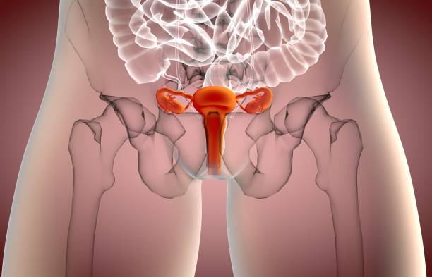 3d-illustration des weiblichen fortpflanzungssystems - vagina uterus human fertility x ray image stock-fotos und bilder