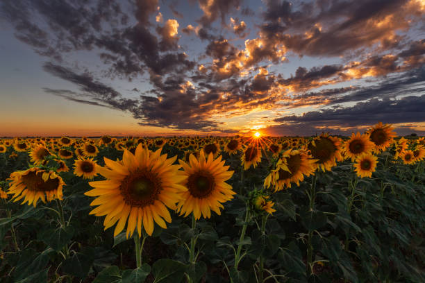 istock Sunset over a sunflower field in Palencia 1137996521