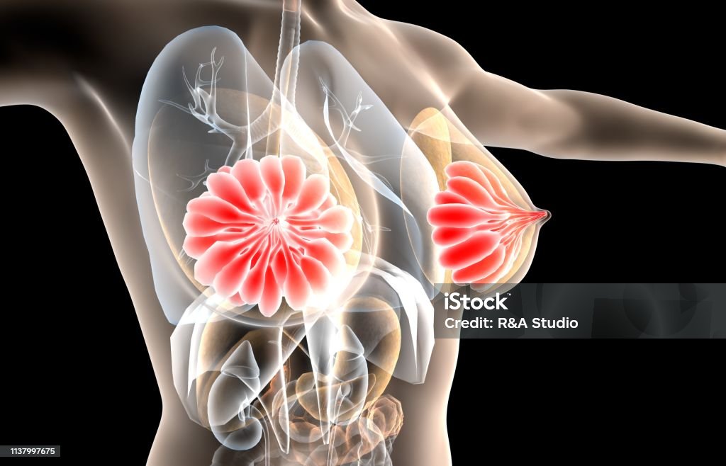 illustration 3D de glande mammaire, anatomie féminine de sein - Photo de Seins libre de droits