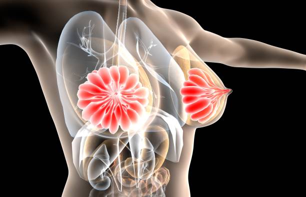 illustrazione 3d della ghiandola mammaria, anatomia del seno femminile - areola foto e immagini stock