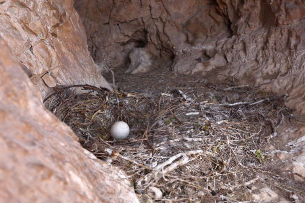 istock VULTURE NEST WITH AN EGG IN SPRING BUILT WITH BRANCHES IN A ROCK CAVE 1137998762