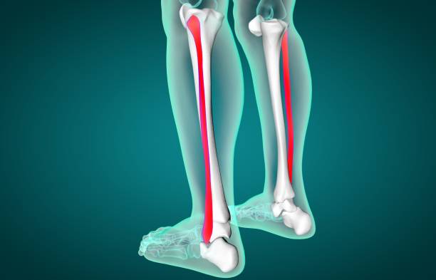 腓骨の3d イラスト。医療コンセプト x - cartilage patella human knee medical exam ストックフォトと画像