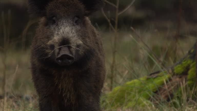 Free Boar Stock Video Footage 346 Free Downloads Free Boar Stock Video Footage 346 Free Downloads
