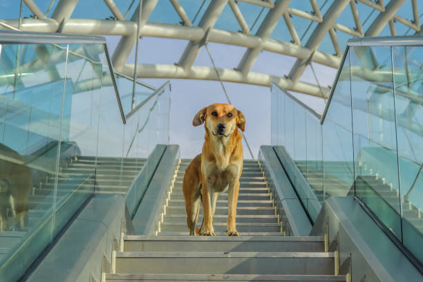 istock Red dog on the steps from the bridge on the background of glass structures with reflection 1138000488