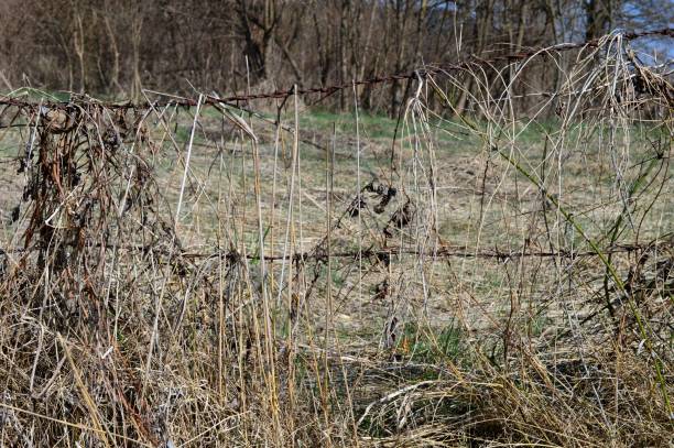 istock wire fence and dry grass 1138000797