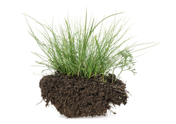 istock Grass with dirt isolated on a white background 1138000835