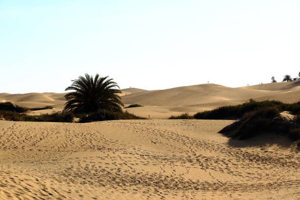 istock Sandy dunes in famous natural Maspalomas beach. Gran Canaria. Spain 1138001119