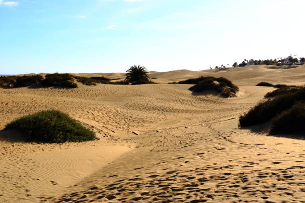 istock Sandy dunes in famous natural Maspalomas beach. Gran Canaria. Spain 1138001157