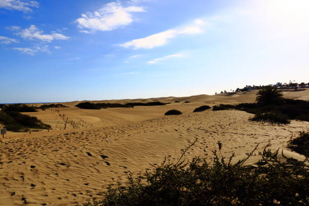 istock Sandy dunes in famous natural Maspalomas beach. Gran Canaria. Spain 1138001253