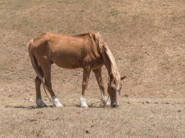 istock Yellow dry grass background horse pasture 1138001904