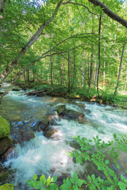 istock bank of the forest river 1138001991