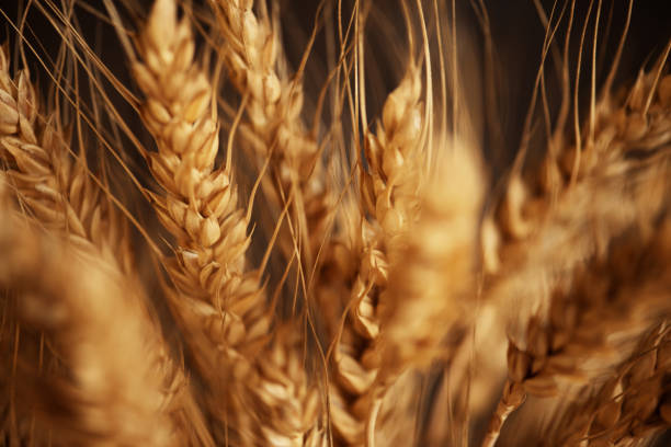 istock Cereals ears close-up, organic wheat 1138002026