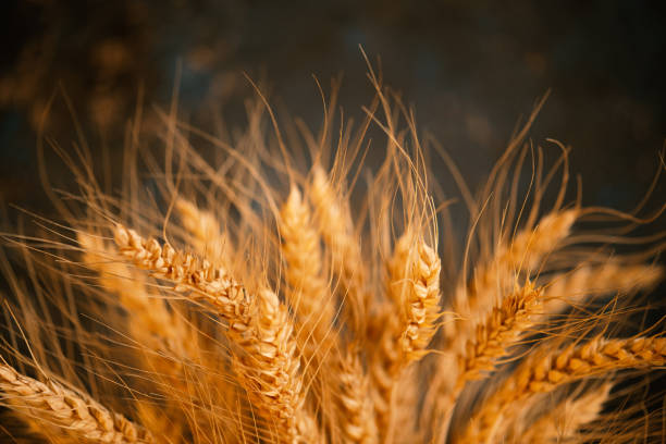 istock Cereals ears close-up, organic wheat, background 1138002027