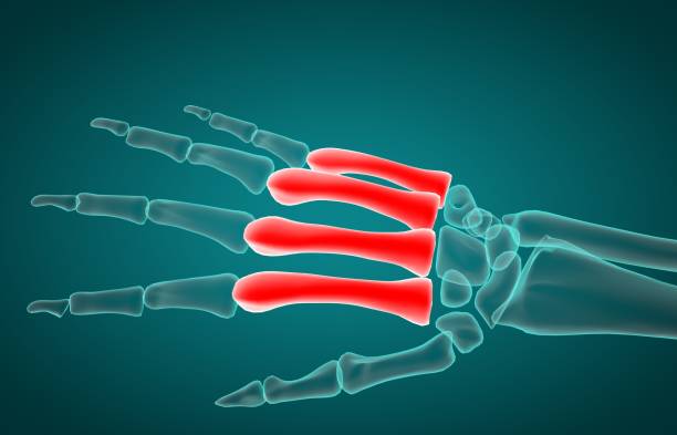 3d ilustracja metaramicznego promieniowania rentgenowskiego - metacarpal zdjęcia i obrazy z banku zdjęć