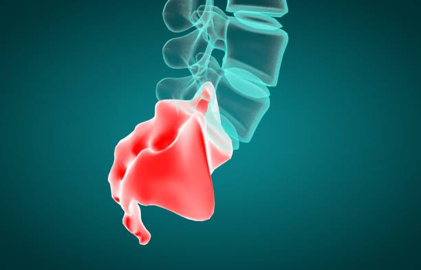 illustration 3d de sacrum, concept médical, radiographie - hip femur ilium pelvis photos et images de collection