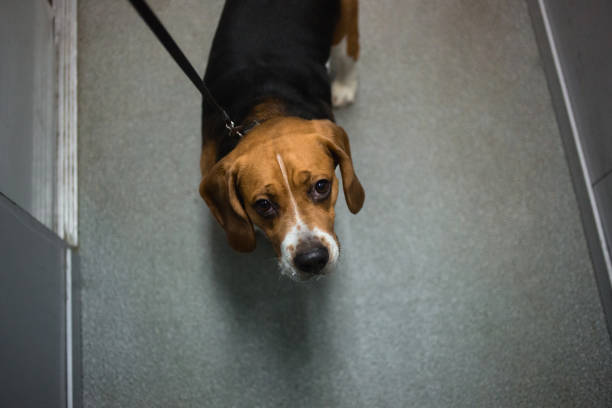 View from above at american beagle standing in the elevator, looking at camera