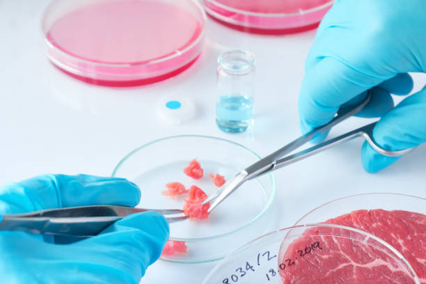 istock Meat sample in open  disposable plastic cell culture dish in modern laboratory or production facility 1138004391