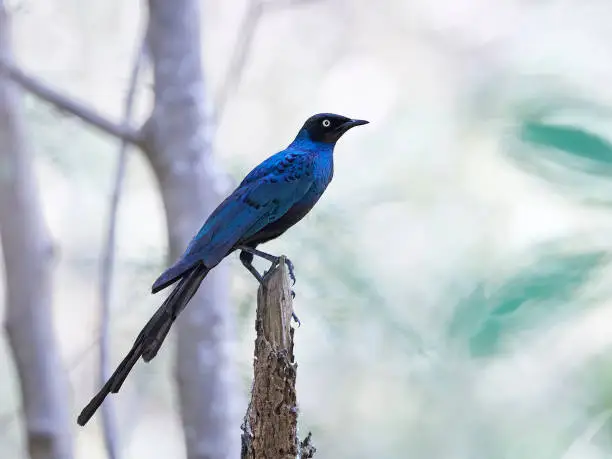 Long-tailed glossy starling in its natural habitat in The Gambia